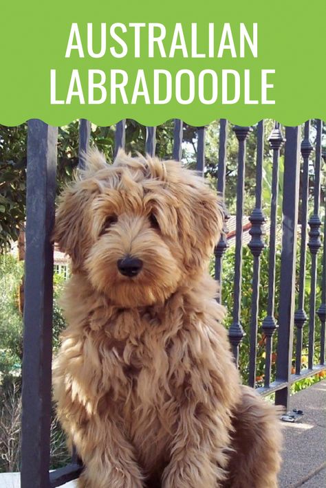 Australian Labradoodle Full Grown, Aussie Doodle Full Grown, Aussie Labradoodle, Labradoodle Full Grown, Australian Labradoodle Grooming, Labradoodle Haircut Style, Labradoodle Funny, Labradoodle Haircut, Labradoodle Grooming