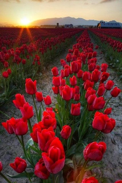 tulips | Abdoulhamide Mohamadmalik | Flickr Skagit Valley, Tulip Fields, Red Tulips, Flowers Garden, Gardening Supplies, Flower Field, Clematis, Love Flowers, Album Archive