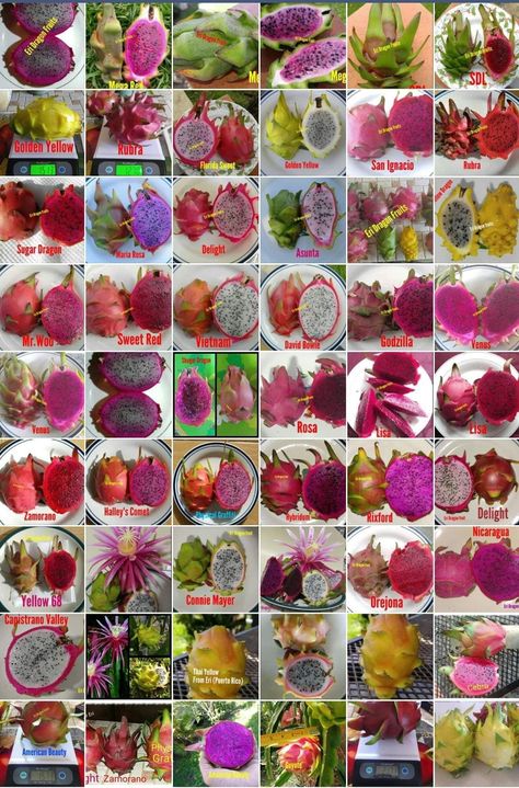 Dragon Fruit Tea Recipe, Dragon Fruit Garden, Dragon Fruit Farm, Dragon Fruit Varieties, Dragon Fruit Juice, Como Plantar Pitaya, How To Grow Dragon Fruit, Dragon Fruit Tree, Dragon Fruit Cactus