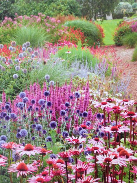 Echinacea Garden Flower Beds, Coneflower Landscaping, Garden Nails Design, Echinacea Garden, Coneflower Garden, Nails Design Short, Echinacea Plant, Naturalistic Garden, Shed Garden