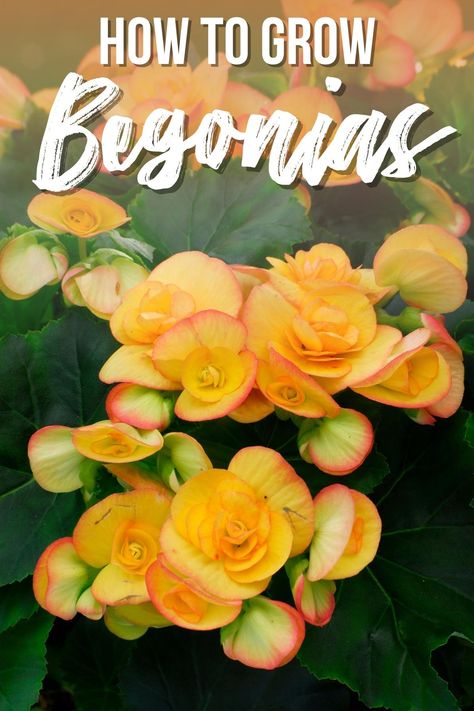 Growing Begonias Indoors, How To Care For Begonias, Begonia Care Indoor, Shade Loving Plants For Pots, Types Of Begonias Plants, Begonia Planter Ideas, Begonias In Pots Front Porches, Begonia Planters, Begonia Flower Bed