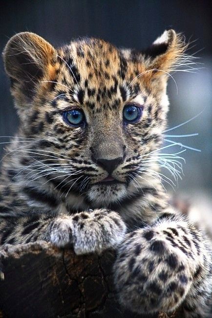 Adorable Leopard Cub Leopard Cubs Tattoo, Leopard Cub, Baby Leopard, Cheetahs, Large Cats, Snow Leopard, Leopards, Animal Planet, Exotic Pets