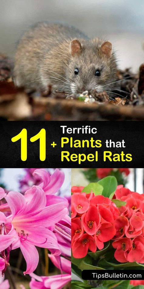 Cute Nail Designs For Spring, Rodent Repellent Plants, Natural Rat Repellent, Elderberry Tree, Growing Geraniums, Rat Infestation, Rat Repellent, Getting Rid Of Rats, Rodent Repellent