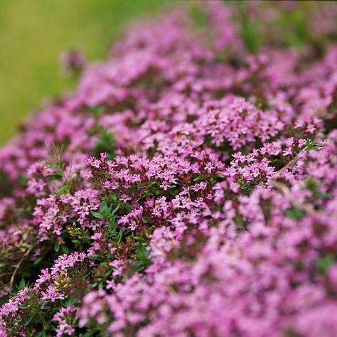 Thyme Sweet Woodruff, Creeping Phlox, Deer Resistant Plants, Ground Covers, Landscape Beautiful, Ground Cover Plants, Have Inspiration, Gardening Landscaping, Yard And Garden