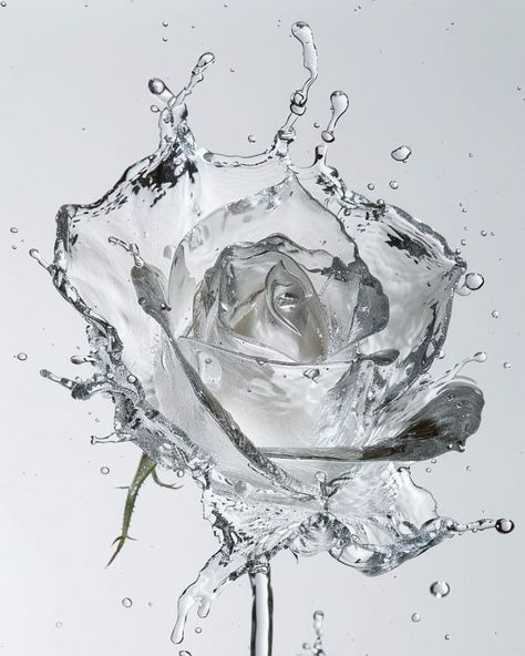 Water Droplets Digital Art, Flowers In Ice Photography, Shape And Form Photography, White Rose Photography, High Key Lighting, High Key Photography, Ice Flowers, Ice Rose, Ice Photography