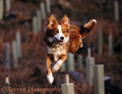 Dog Border Collie, Tracy Smith, Small Holding, Jumping Dog, Dog Jumping, White Border Collie, Smartest Dogs, Herding Dogs, Australian Shepherds