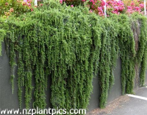 cascading plants - Rosemary Rosmarinus prostratus low water, evergreen… Creepers Plants, Evergreen Groundcover, Garden Vines, Sloped Garden, Trailing Plants, Outdoor Planter, Ground Cover, Plant Wall, Front Garden