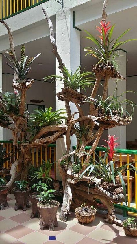 Building a fake tree to mount bromeliads and orchids on - TROPICAL LOOKING PLANTS - Other Than Palms - PalmTalk Orchid Garden Ideas, Driftwood Planters, Hanging Orchid, Air Plants Decor, Driftwood Ideas, Ideas For Garden, Orchid Planters, نباتات منزلية, Orchid Garden