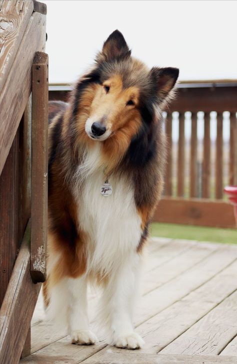 Montana is looking for her forever family! Rough Collie Dog, Rough Collies, Collie Mix Dogs, Collie Puppy, Rough Collie Aesthetic, Cool Dogs, Rough Collie Puppy, Collie Breeds, Scotch Collie