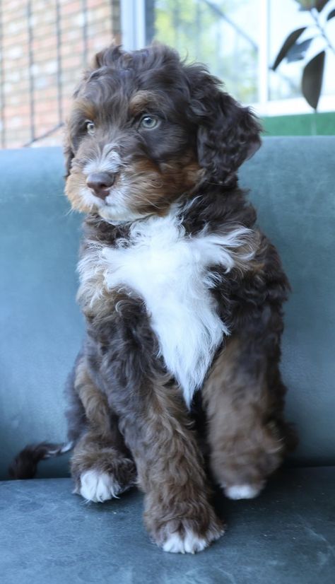 Good Looking Dogs in Utah | Bernedoodle, Bernese Mountain Dog, Cavalier King Charles Spaniel, Cavapoo, Goldendoodle, Poodle or Double Doodle puppies | Good Dog German Shepherd Poodle Mix Dogs, Bernese Doodle, Big Doggies, Cavalier Poodle, German Shepherd Poodle Mix, Double Doodle Puppies, Blue Blood Bulldog, American Leopard Hound, Double Doodle