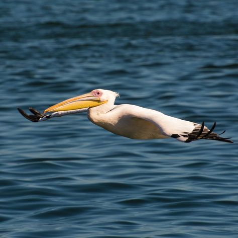 @xixo_sposito on Instagram: “Pelicano em walvis bay,swakopmund, Namibia, África;junho 2017#walvisbaynamibia#swakopmund #pelicano #pelican #birs #seabirds #avesmarinhas…” Swakopmund Namibia, Birds, Animals, On Instagram, Instagram