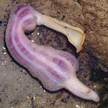 The Echiura, or spoon worms, are a small group of marine animals. Once treated as a separate phylum, they are now universally considered to represent derived annelid worms. Annelid, Types Of Worms, Marine Animals, Zoology, Sausages, Unusual Gifts, Animal Planet, Small Group, Amphibians