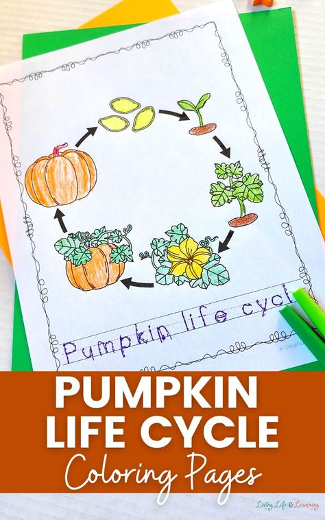 Pumpkin Lessons, Pumpkin Life Cycle, Halloween Lesson, Life Cycles Activities, Preschool Science Activities, Pumpkin Activities, Fun Pumpkins, You Perfect, Easy Science Experiments