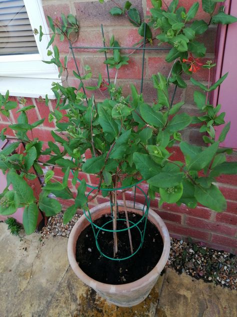 Honeysuckle In Pots, Garden Vines, Year 1, Small Gardens, Small Garden, Garden Ideas, Flower Garden, Vines, Plants