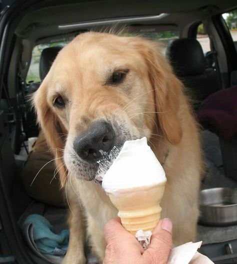 Happy national ice cream day! National Ice Cream Day, Golden Retriever Baby, Dog Ice Cream, Ice Cream Day, Dog Essentials, Bad Dog, Dogs Golden Retriever, Cute Cats And Dogs, Cute Funny Animals