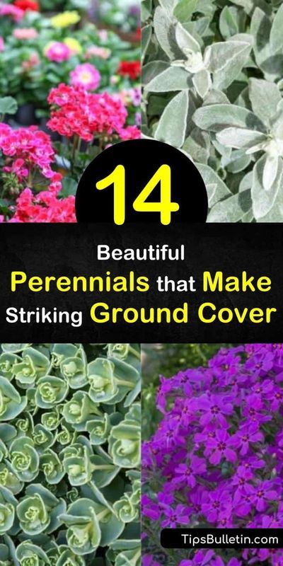 When designing your landscape, don’t forget to include perennial ground cover plants for your garden. Many of these are low maintenance plants, such as Creeping Phlox and Thymius, which provide your beds with green foliage year round. #perennialgroundcovers #bestgroundcover #colorfulgroundcover Small Front Garden Border Ideas, Flowering Ground Cover Perennials, Grass Alternatives, Ground Cover Flowers, Bear Roses, Best Ground Cover Plants, Repotting Orchids, Teddy Teddy, Perennial Ground Cover