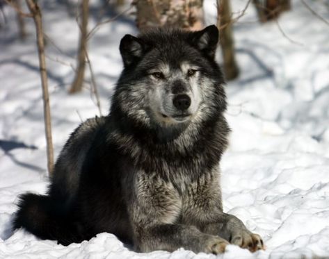 Wolf Husky, Winter Wolves, Wolf Tattoo Design, Wolf Photos, Forest Adventure, Wolf Love, Wolf Pictures, Wolf Spirit, Beautiful Wolves