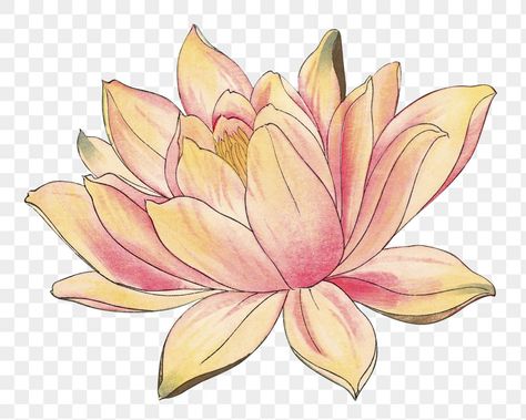 Lotus Flower Png, Ukiyo E Art, Png Frame, Sticker Png, Pink Lotus, Vintage Illustrations, Flower Vintage, Ukiyo E, Digital Flowers