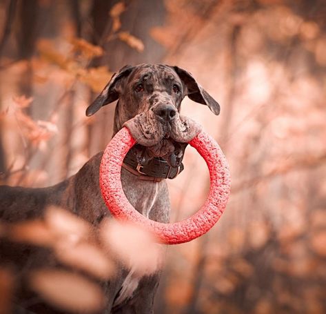 14 Incredible Facts About Great Danes That You Didn't Know | The Paws Great Dane Tattoo, Baby Great Dane, Great Dane Colors, Great Dane Facts, Black Great Danes, Dogs Big, Animals Tattoo, Tattoo Nature, Dane Puppies