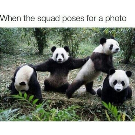 JOIN DA PANDA SQUAD GOALS TODAY! Panda Lindo, Panda Bears, Friend Memes, Panda Love, Cute Panda, Animal Tattoos, Panda Bear, Animal Memes, Funny Cute