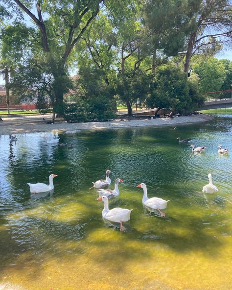 Duck Ponds, Duck In Water, Soul Magic, Temple Gardens, Future Farms, Water Aesthetic, Aesthetic Garden, Duck Pond, Cottage Core Aesthetic