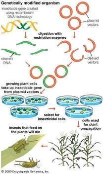 Genetically modified organisms are produced using scientific methods that include recombinant DNA technology. Recombinant Dna, Biology Ideas, Cells Worksheet, Dna Technology, Plant Insects, Philip Roth, Organic Molecules, Biology Classroom, Ap Biology