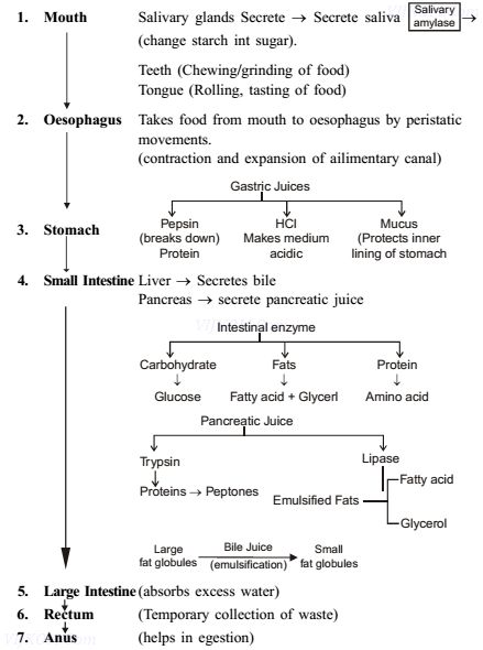 CBSE Class 10 Science Chapter 6 – Life Processes -CoolGyan Biochemistry Notes, Class 10 Science, Cbse Class 10, Studie Hacks, Learn Biology, Notes Life, Study Biology, Basic Anatomy And Physiology, Biology Facts