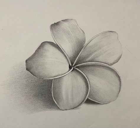 Shading Flowers Drawing, Sketch Ideas Flowers Easy, Easy Drawing With Shading, Pencil Shades Sketches, Value In Art Drawings, Flower Drawing Shading, Pencil Shading Flowers, Pencil Shading Drawings Easy, Shading Drawing For Kids