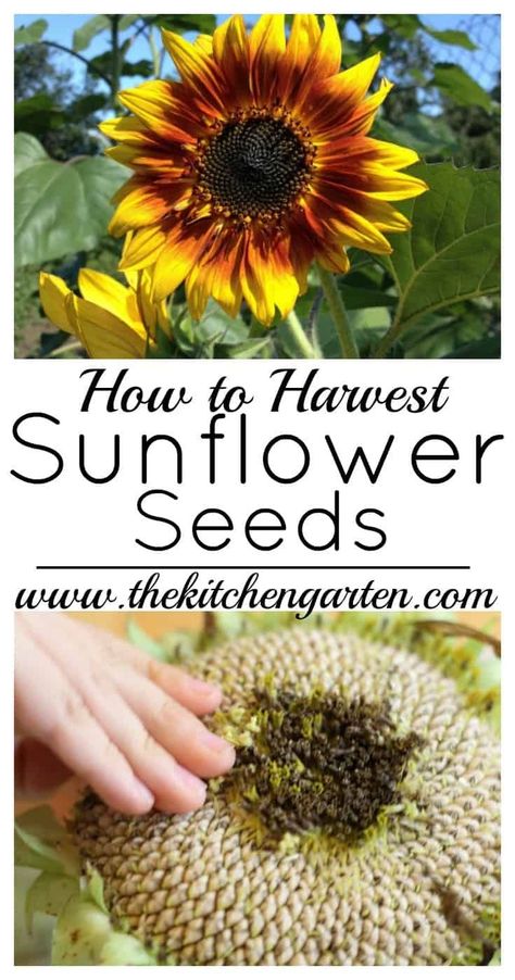 Harvest Sunflower Seeds, Sunflower Varieties, Gardening Fruits, Harvesting Sunflower Seeds, Grow Sunflowers, Homesteading Life, Save Seeds, Growing Sunflowers, Flower Farming