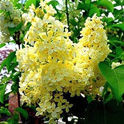 Primrose lilacs Syringa Vulgaris, Lilac Bushes, Lilac Tree, Rainbow Garden, Yellow Garden, Vertical Gardens, Ornamental Trees, Lilac Flowers, Bob Ross