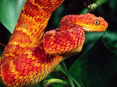 African Bush Viper, Bush Viper, Viper Snake, Poisonous Snakes, Reptile Terrarium, Pit Viper, Snake Venom, Beautiful Snakes, Reptiles And Amphibians