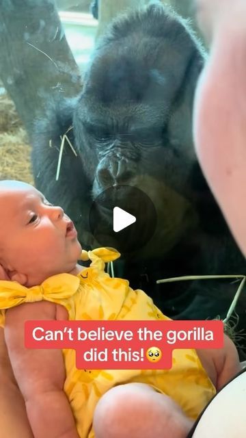 Cute Hugs, Columbus Zoo, Wildlife Protection, Nothing But Love, Top Tv, Funny Pix, Affirmations For Kids, Wildlife Photos, Cute Wild Animals