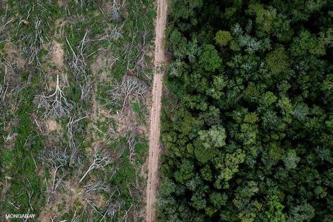 Deforestation Aesthetic, Deforestation Photography, Sustainable Advertising, Post Humanism, Homestuck Aspects, Amazon Rainforest Deforestation, Environmental Art Projects, Biodiversity Project, Rainforest Deforestation