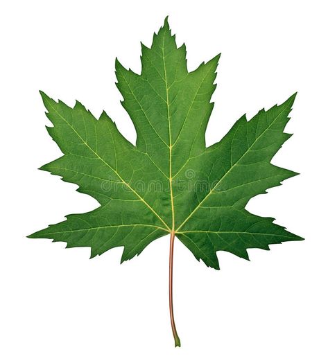 Green Maple Leaf, Menu Design Layout, Leaf Photography, Leaf Border, Leaf Images, Real Leaves, Leaf Texture, Beautiful Flowers Pictures, Leaf Nature