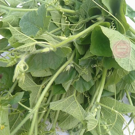 Have You Tried This Squash Shoot (Ugbogulu)? | BloomHood The Leaf, Have You Tried, Fruits And Veggies, You Tried, Plant Leaves, Plants