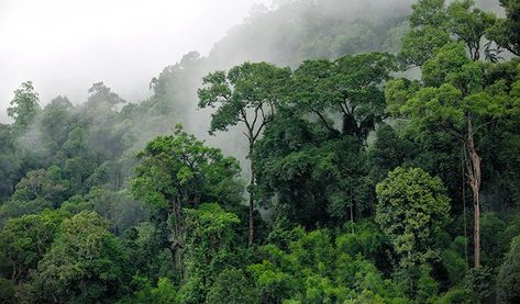 Jungle Trekking with Leeches in Khao Sok Lake Floating, Khao Sok National Park, Night Hiking, Monster Girls, Water Fall, Location Inspiration, Wild Forest, Landscape Photography Nature, Tropical Forest