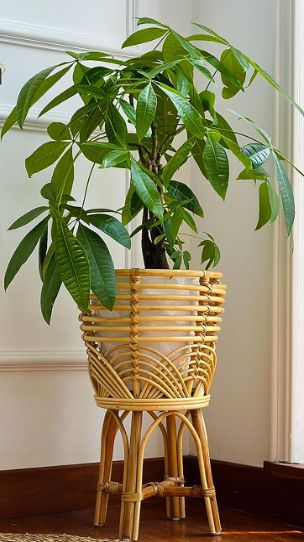 Rattan Planters Indoor, Nest Room, Rattan Plant Stand, Wicker Plant Stand, Rattan Flower, Rattan Planters, Boho Basket, College Living, Garden Shelves