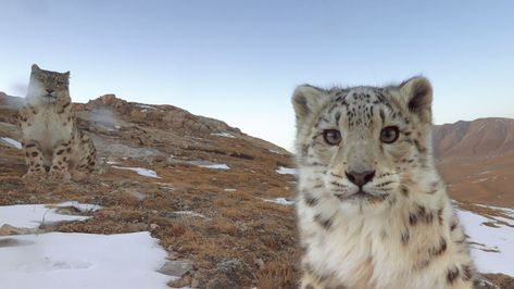 Snow Leopard Funny, Silly Snow Leopard, Snow Leopard, Leopards, A Level Art, Big Cats, Life Is Good, Funny, Animals