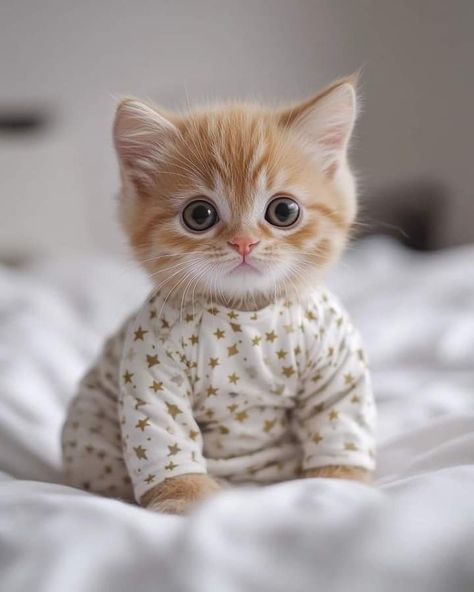 Big Round Eyes, Ginger Kitten, Cute Little Kittens, Round Eyes, Adorable Kitten, Kitten Love, Cute Pets, Kittens And Puppies, Little Kittens