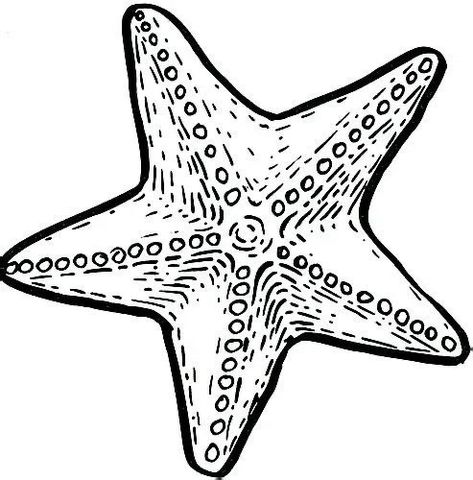 Sea Stars Drawing, Starfish Tattoo Designs, Seastar Drawing, Star Fish Drawings, Star Fish Tattoos, Sea Star Drawing, Starfish Outline, Starfish Printable, Starfish Template