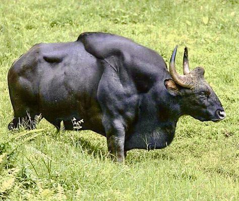 A massive bull gaur (Bos gaurus). Also called the Indian bison, the muscular gaur is one of the largest living bovines and is native to South and Southeast Asia. Big Bull, Animal Studies, Cattle Breeds, Big Animals, Interesting Animals, Rare Animals, Unusual Animals, Paper Animals, Majestic Animals