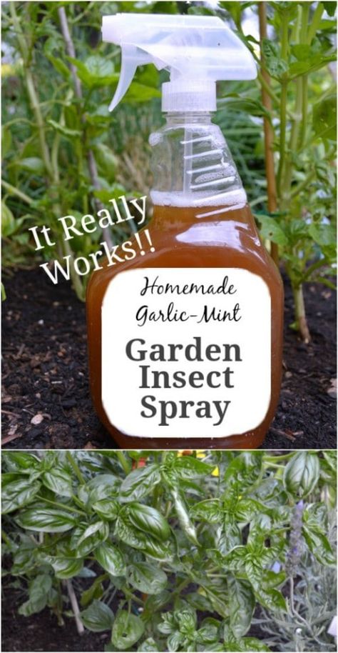 10 Homemade Insecticides That Keep Your Garden Pest Free Naturally Garden Bug Spray, Homemade Insecticide, Garden Pest Spray, Backyard Herb Garden, Pest Spray, Mint Garden, Natural Pesticides, Insect Spray, Garden Bugs