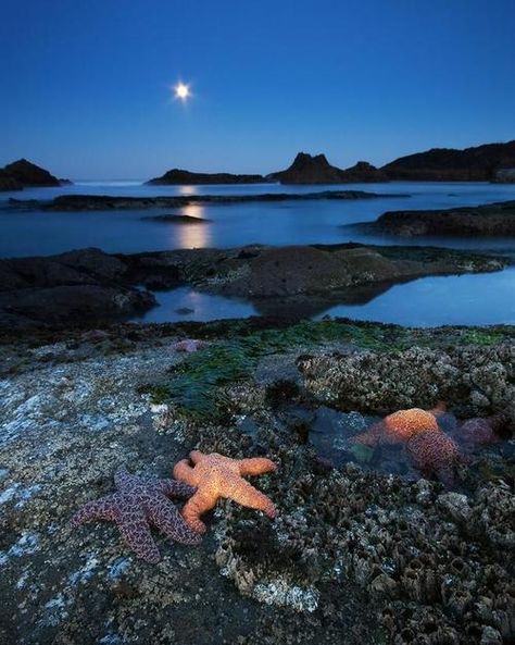 Oregon tide pools. Oregon Lakes, Oregon Beach, Beautiful Oregon, Oregon Beaches, Rock Beach, The Oregon Trail, Fake Designer, Mermaid Aesthetic, Rocky Shore