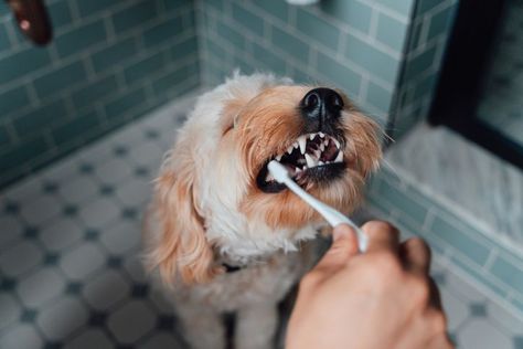 6 homemade dog toothpaste recipes to freshen up your pup's breath - Care.com Resources Dog Breath Mints, Dog Toothpaste Recipe, Diy Dog Toothpaste, Homemade Dog Toothpaste, Pet Dental Health Month, Brushing Dogs Teeth, Dog Toothpaste, Dog Breath, Dog Toothbrush