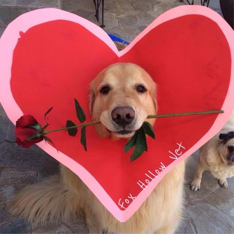 Snoopy Photoshoot, Animals With Hearts, Animals Pfp, Dogs Heart, Dog With Heart, Animal Heart, Volunteer Activities, Dog Heart, Very Cute Dogs