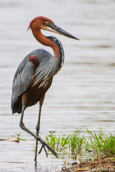 Goliath Heron, Dinosaur Evolution, Coolest Animals, Heron Photography, Bird Painting Acrylic, Heron Art, Coastal Birds, Southern Art, Canadian Wildlife