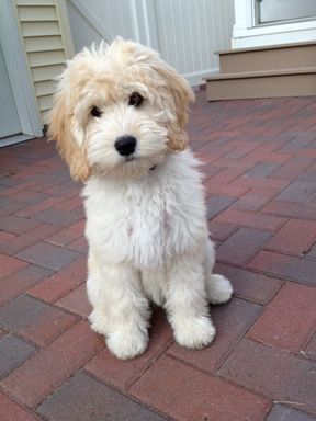 Cctaylor456 Goldendoodle Grooming, Doodle Puppy, Golden Doodle, Yorkshire Terrier Puppies, Goldendoodle Puppy, Doodle Dog, Airedale Terrier, Labradoodle, Baby Dogs