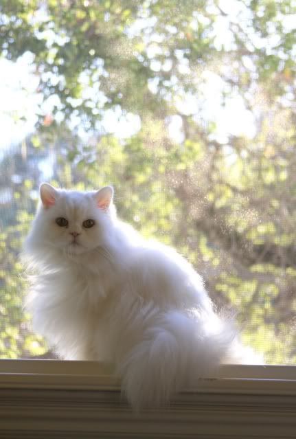 Enchanted Rose Studio: PEACOCK SILVER LEAF OR SPRAY PAINT REVEAL AND SOME BEAUTIFUL PAINTED FURNITURE #persiancatwhite Söt Katt, Chinchillas, Airbrush Art, White Cats, Cat Facts, Fluffy Cat, Persian Cat, Domestic Cat, Cat Sitting