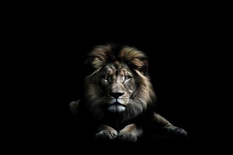 Lion Hd Wallpaper Desktop Wallpapers, Black Lion Wallpaper, Black Background Wallpapers, Bible Verse Desktop Wallpaper, Lion Profile, Lion Background, Lion Hd Wallpaper, Lion Vector, Lion Wallpaper