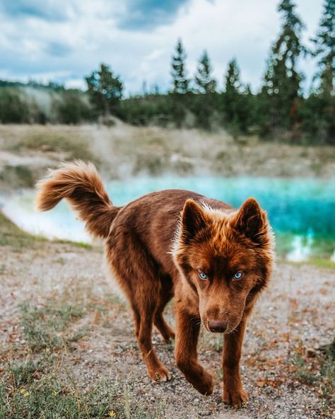 I Have This Fully Brown Siberian Husky And He Is Very Adorable (69 Pics) Brown Siberian Husky, Dog Chain, Siberian Husky Dog, Pretty Dogs, Wolf Dog, A Wolf, Husky Dogs, Cute Dogs And Puppies